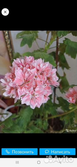 Пеларгонии сортовые