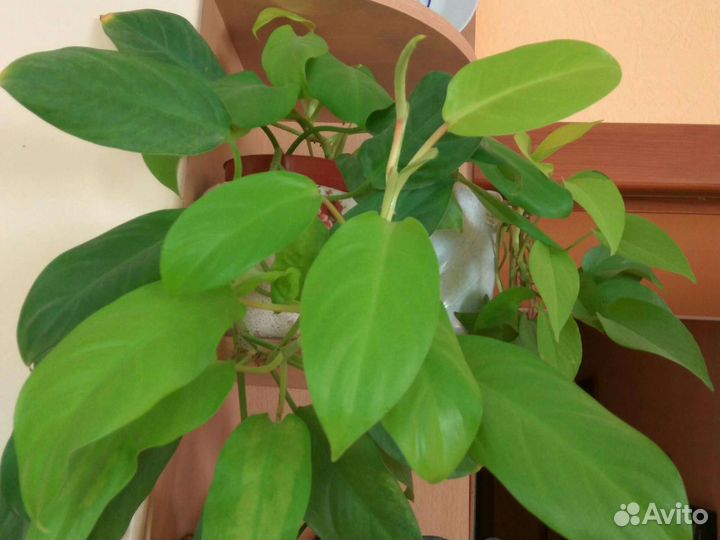 Коллекция ароидных филодендроны, сциндапсусы,агла