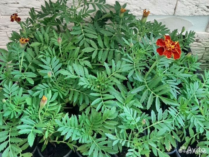 Рассада бархатцев низкорослых