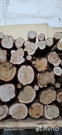 Можжевельник