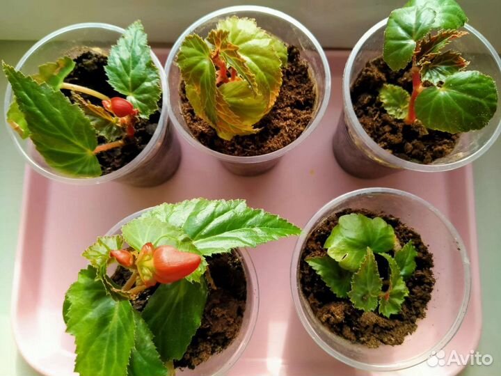 Бегония ампельная