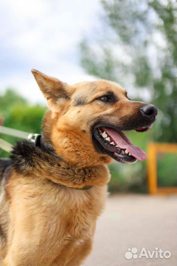 Собака Малыш