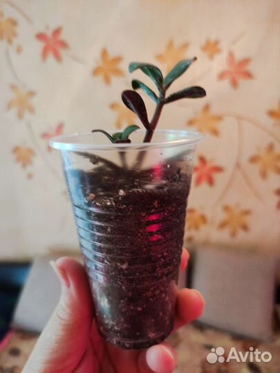 Крассула толстянка. Денежное дерево