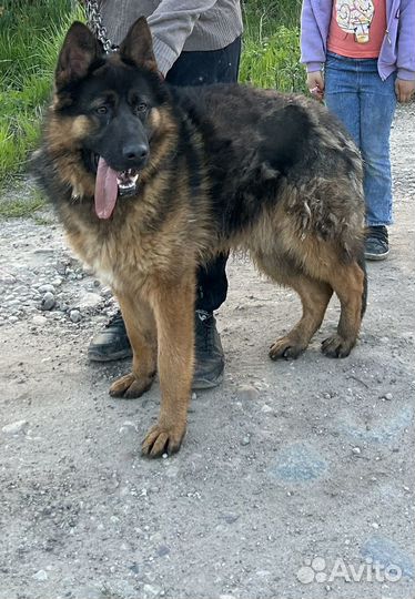 Немецкая овчарка в добрые руки