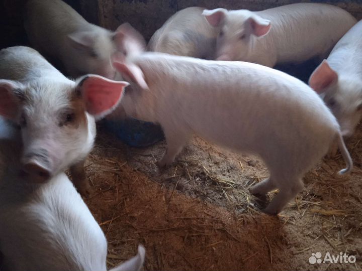 Продам 4 мес. поросят
