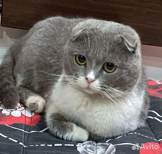 Шотландская
