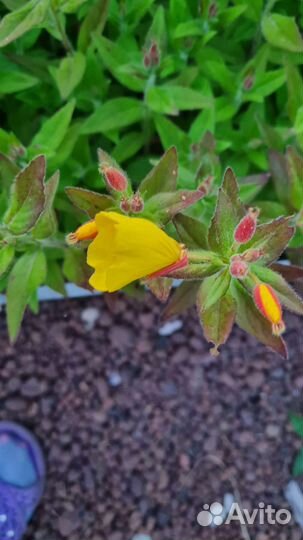 Энотера многолетняя