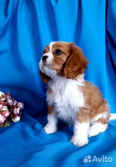 Кавалер Кинг Чарльз спаниель щенки