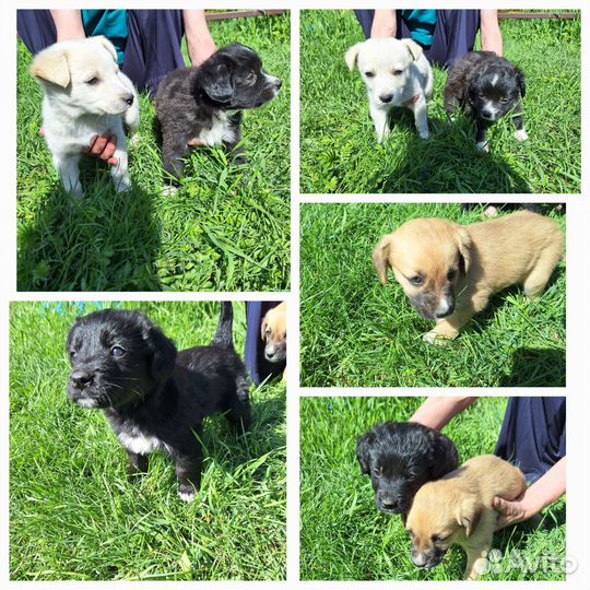 Собака в добрые руки отдам бесплатно