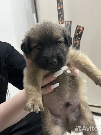 Мальчик, 2 месяца, очень ласковый, к лотку приучен