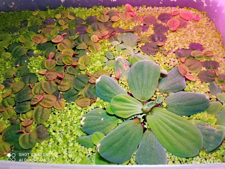 Пистия, Филлантус, Ряска, Наяда, Элодея