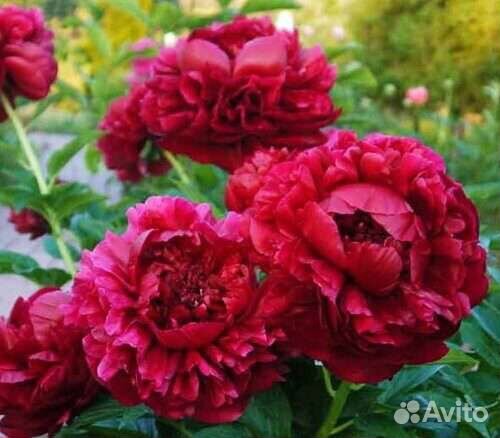 Корни пионов оптом Голландия