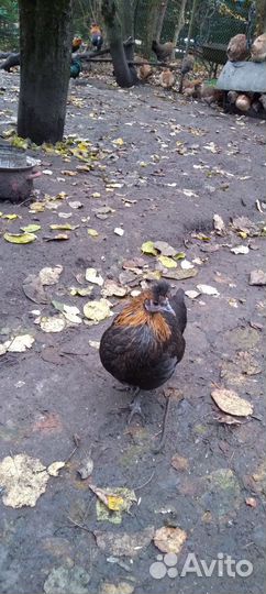 Куры молодки Бентамки