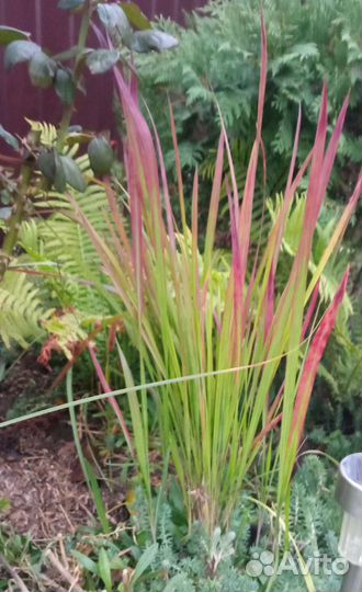 Декоративные злаки