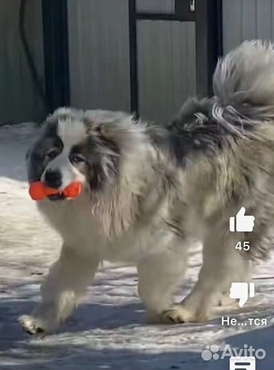 Кавказская овчарка продажа щенков