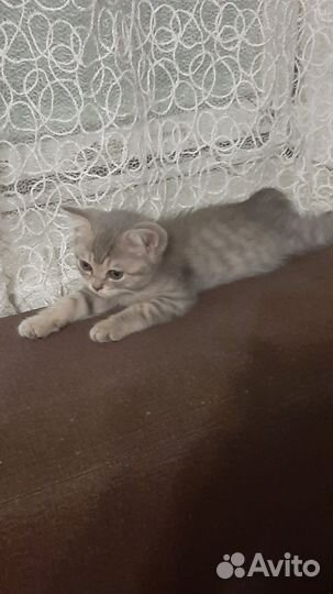 Шотландские котята