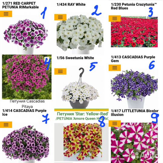 Петуния ампельная вегетативная для кашпо