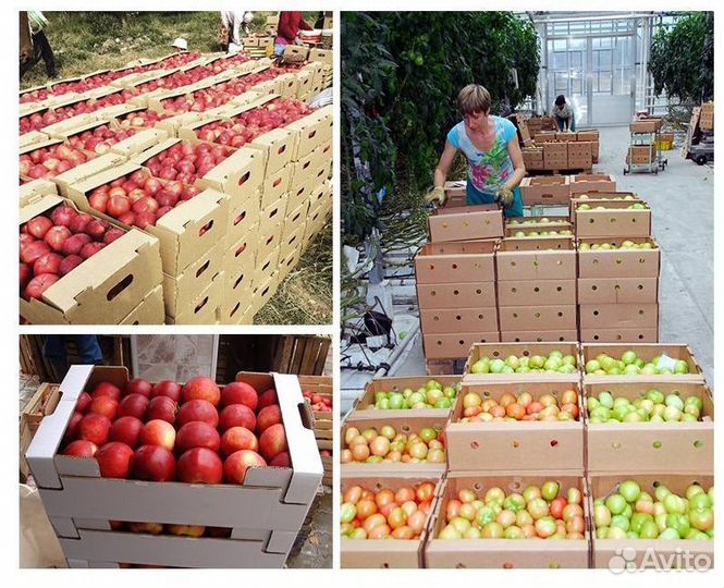 Лотки, тара для фруктов опт