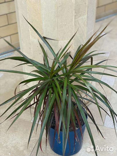 Пальма драцена