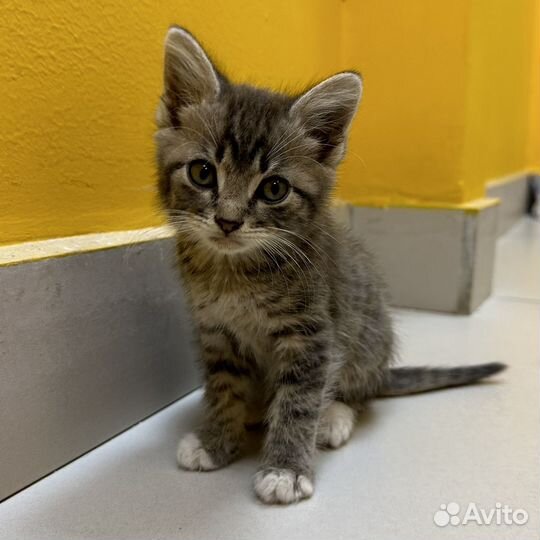 Котенок в доьрые руки бесплатно