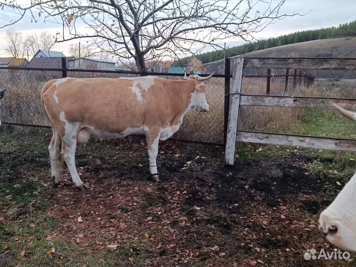 Телята бычки и коровы