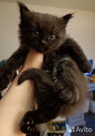 Плюшкин помпушкин