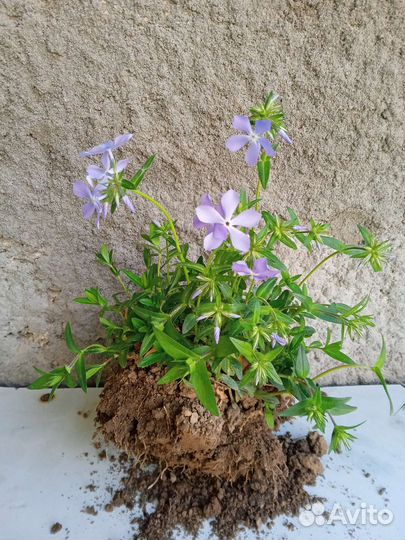 Флокс растопыренный