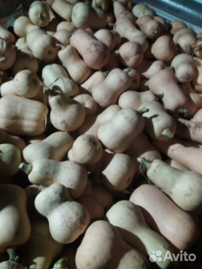 Тыква Мускатная