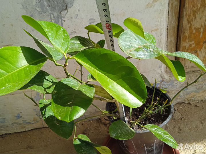 Саженцы мушмулы