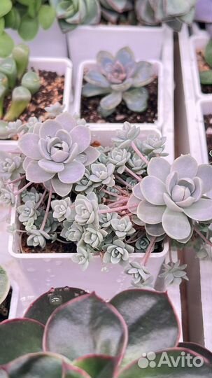 Сортовые суккуленты