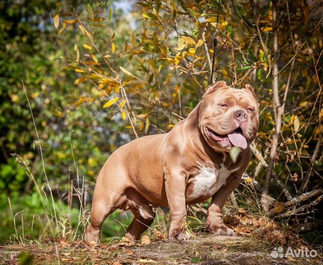 Чемпион авкс Вязка американский булли