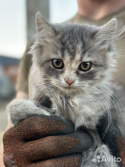 Котята бесплатно