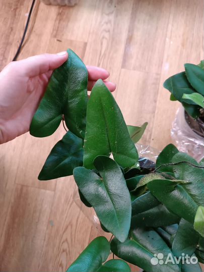 Папоротник Сердце. Комнатные цветы