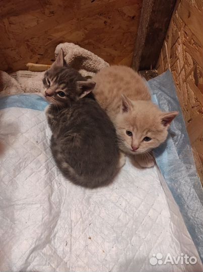 Кошка в дар