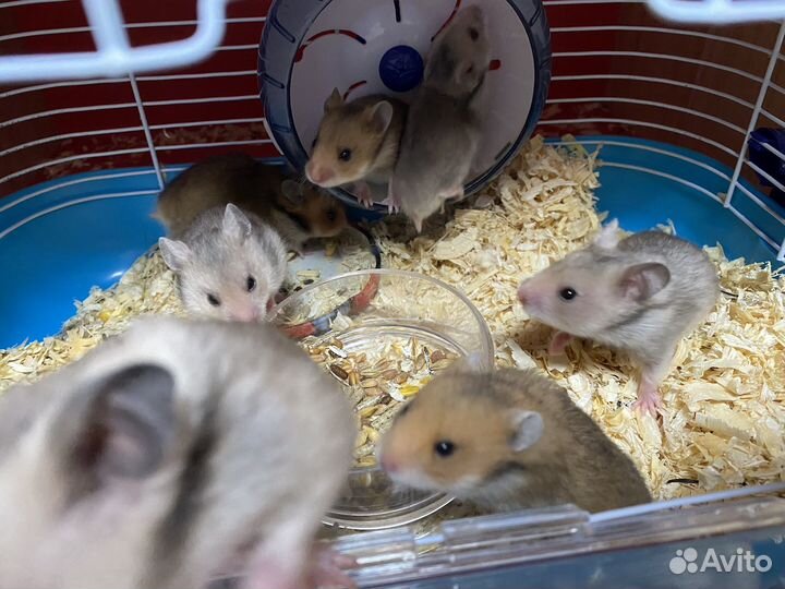 Сирийские хомячки