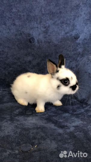 Мини кролики карликовые (заводчики Москвы)