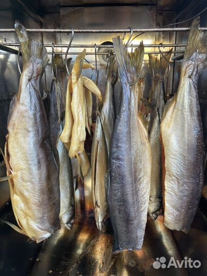 Горбуша/форель/скумбрия/ терпуг холодного копчения