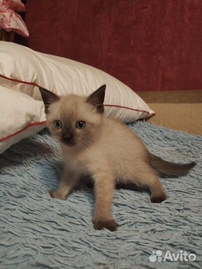 Сиамские котята