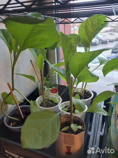 Рассада баклажан