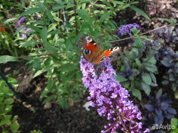 Будлея давида