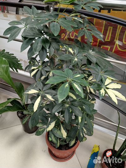 Растения для дома и офиса