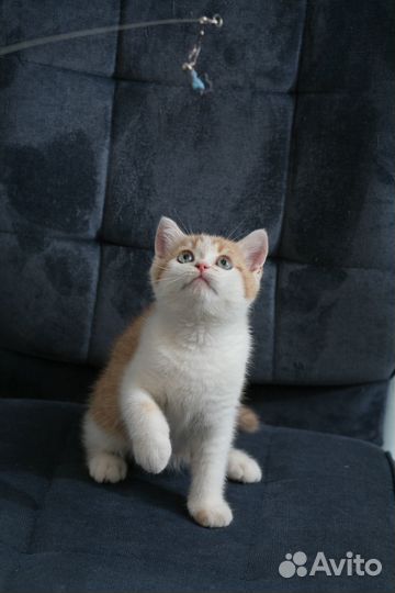 Шотландский котик