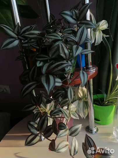 Традесканция зебрина