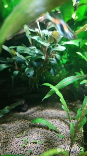 Аквариумные растения