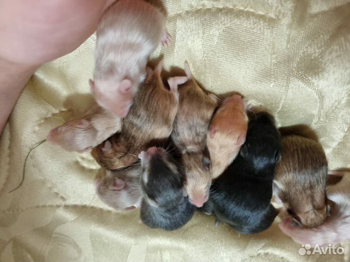 Сирийские хомячата