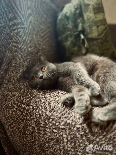 Британская кошка бесплатно