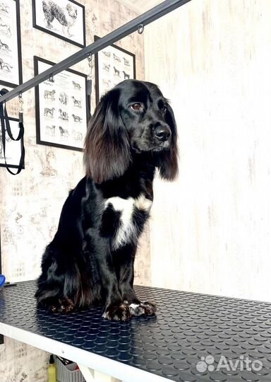 Груминг.Стрижка собак и кошек