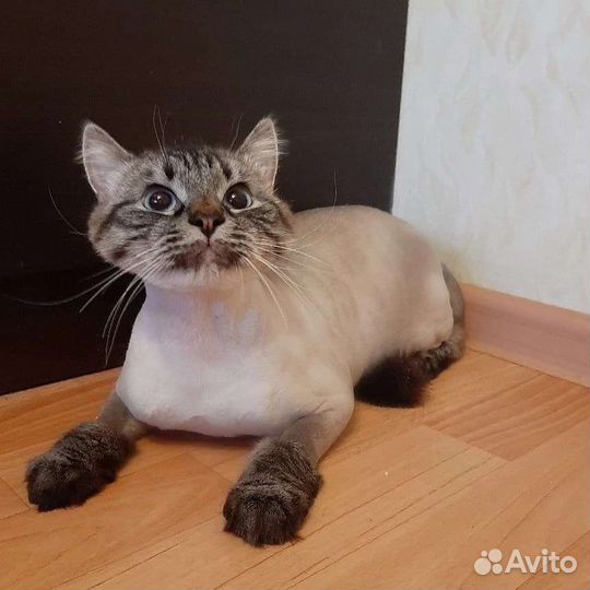 Стрижка кошек и кроликов. Антицарапки. Выезд на до