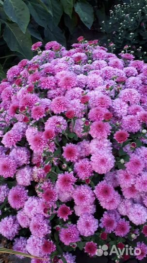 Хризантемы мультифлора