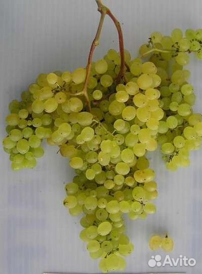 Черенки винограда кишмишных сортов (без косточек)